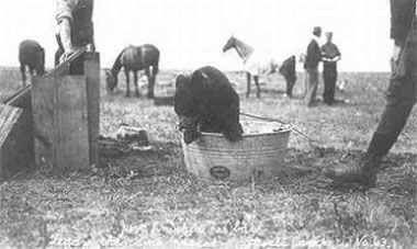 Camp mascot at Sewell - 1915